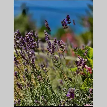 Apartment Pergola -apartment Roko